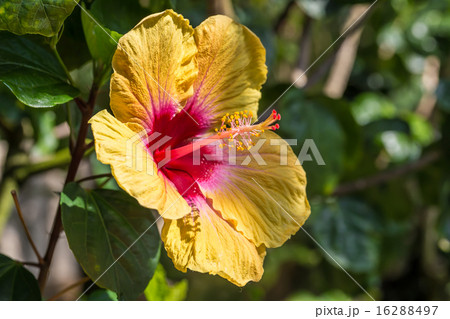 黄色いハイビスカス 16288497