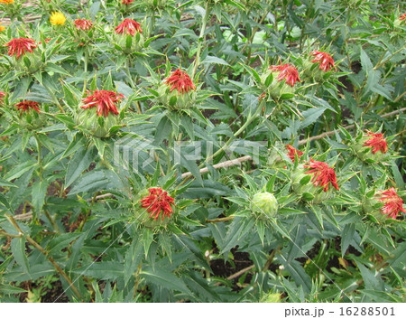 紅花　 16288501
