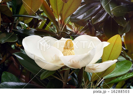 タイサンボク 16288503