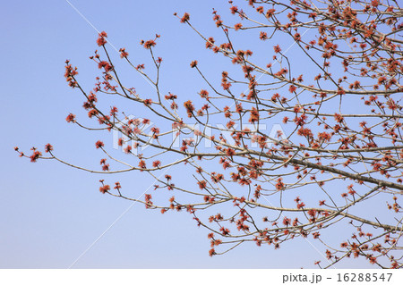 ハナカエデ 16288547