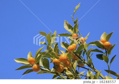 キンカン キンカン 16288557