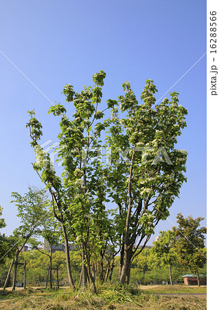 アズキナシ アズキナシ 16288566