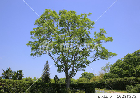 エノキの大木 16288575