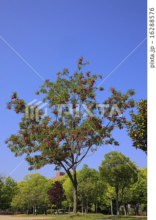 ベニバナハリエンジュ 16288576