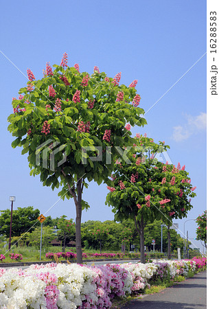 ベニバナトチノキの街路樹の写真素材 16288583 Pixta