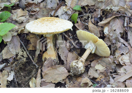 カブラテングタケ 16288609