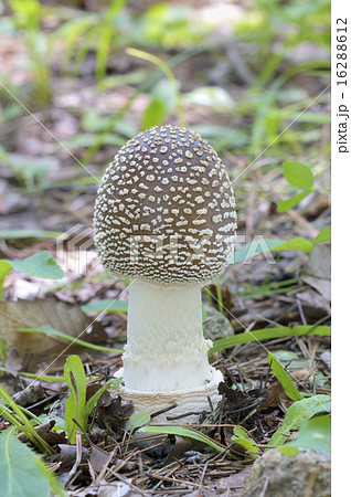 テングタケ テングタケ 16288612
