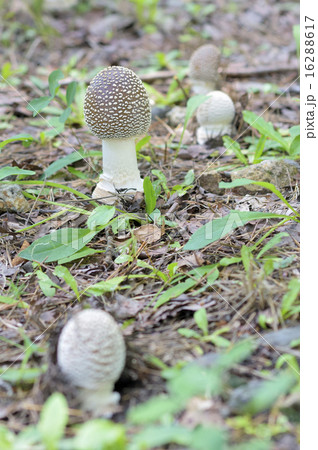 テングタケ テングタケ 16288617