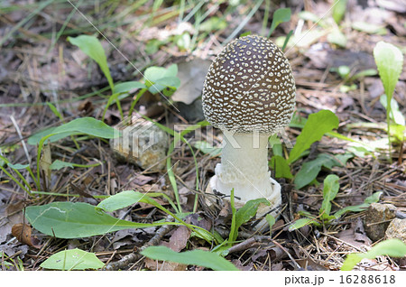 テングタケ 16288618