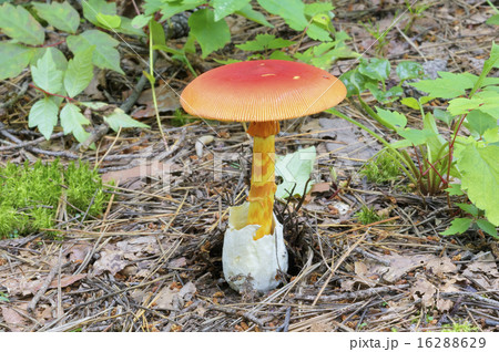 タマゴタケ タマゴタケ 16288629