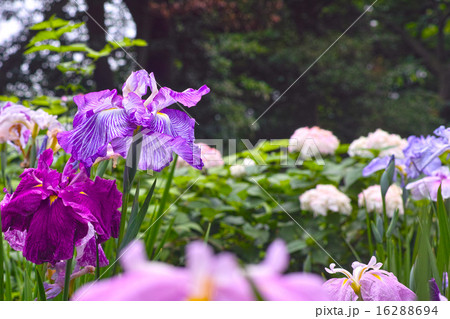 ハナショウブ 16288694