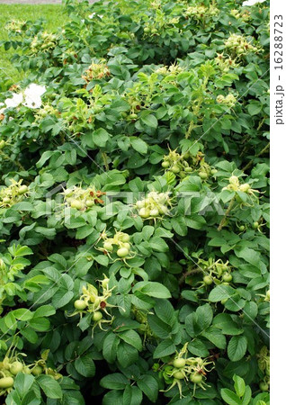 結実間もないハマナスの実 16288723