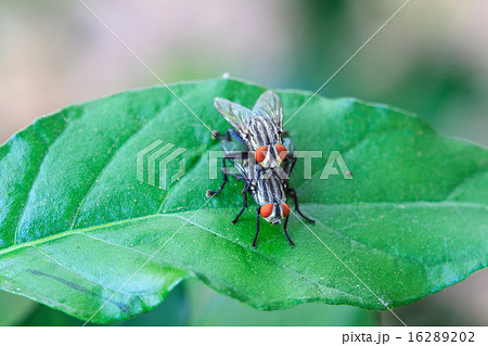 breeding Blow fly breeding Blow fly 16289202