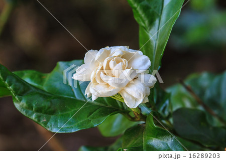 Arabian jasmine (Jasminum sambac) flower on tree Arabian jasmine (Jasminum sambac) flower on tree 16289203