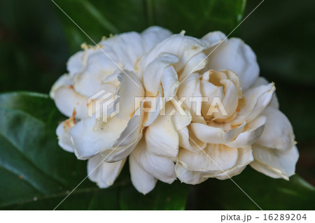 Arabian jasmine (Jasminum sambac) flower on tree Arabian jasmine (Jasminum sambac) flower on tree 16289204