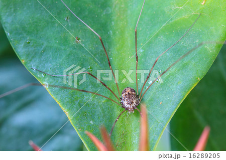 Harvestman spider or daddy longlegs 16289205
