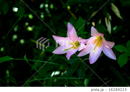 影に咲く 16289223