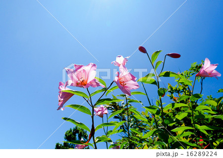 ヒメサユリ２ 16289224