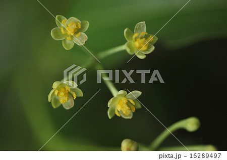 自然　植物　ヤブニッケイ、花は近縁のクスやタブに似ていますがこちらのほうがより花らしい姿かと思います 16289497