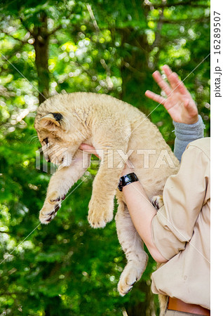 富士サファリパーク ライオンの赤ちゃんの写真素材