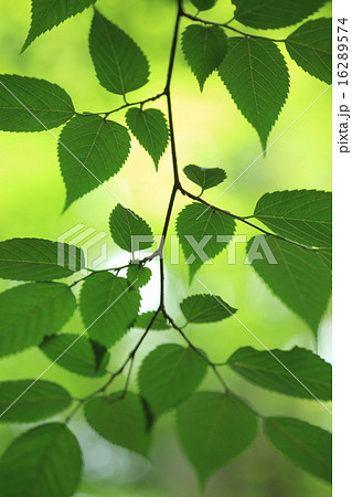Natural plant Mukunoki, fresh young leaves make... - Stock Photo [16289574]  - PIXTA