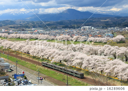 白石川堤一目千本桜を行く東北本線701系(仙台地区) 白石川堤一目千本桜を行く東北本線701系(仙台地区) 16289606