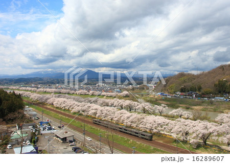 白石川堤一目千本桜を行く東北本線701系(仙台地区) 白石川堤一目千本桜を行く東北本線701系(仙台地区) 16289607