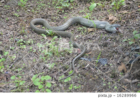 獲物を丸呑みにした「アオダイショウ」（埼玉県寄居町） 16289966