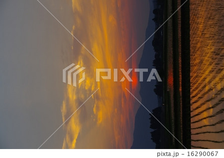 南阿蘇村 田植えが済んだ水田に沈む夕陽 南阿蘇村 田植えが済んだ水田に沈む夕陽 16290067