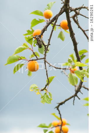 あんず#002 16290261