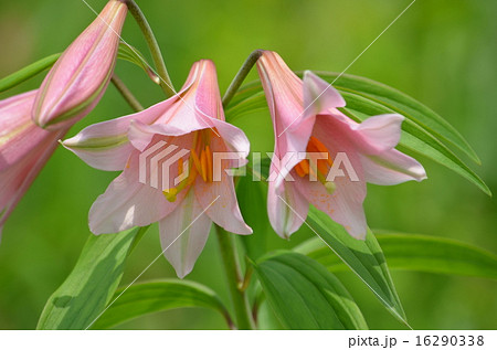 ひめさゆり 16290338