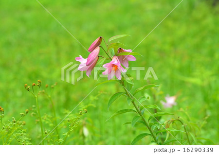 ひめさゆり 16290339