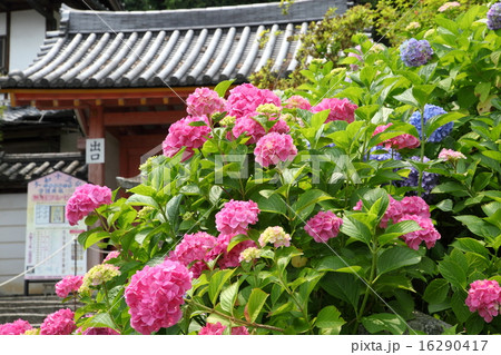 矢田寺の参門前のアジサイ 16290417