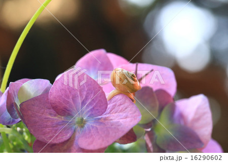 でんでん虫176 でんでん虫176 16290602