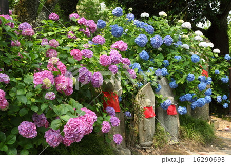 矢田寺のアジサイと石仏 矢田寺のアジサイと石仏 16290693