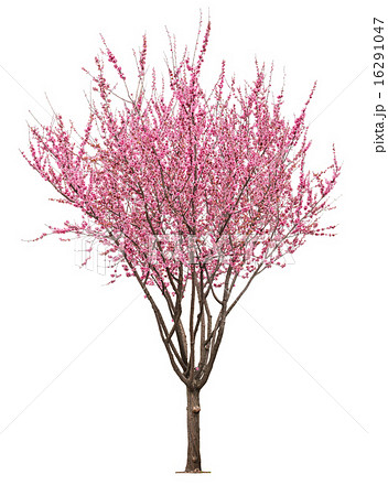 pink sacura tree 16291047