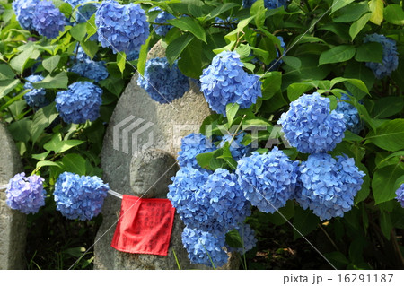 矢田寺のアジサイと石仏 16291187