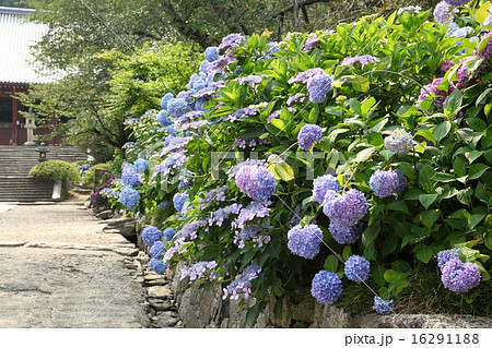 矢田寺のアジサイ 16291188
