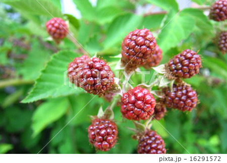 ブラックベリー 16291572