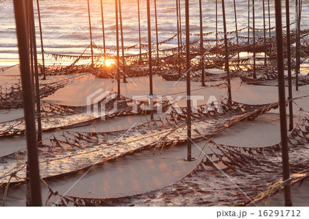 野間海岸の海苔そだと夕日 野間海岸の海苔そだと夕日 16291712
