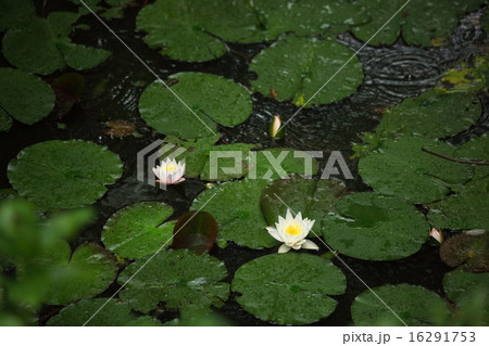 久米寺のスイレンの池 久米寺のスイレンの池 16291753