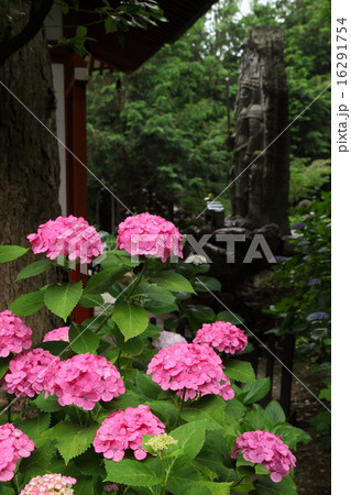 久米寺のアジサイ 16291754