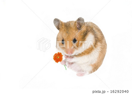 hamster 16292040