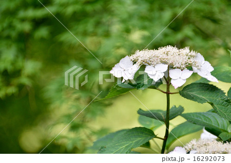 紫陽花 紫陽花 16292073