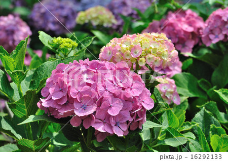 紫陽花の老若 紫陽花の老若 16292133