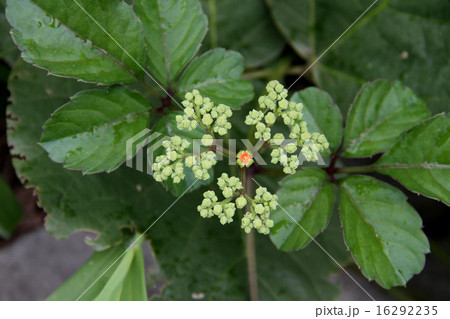 ヤブカラシ ヤブカラシ 16292235