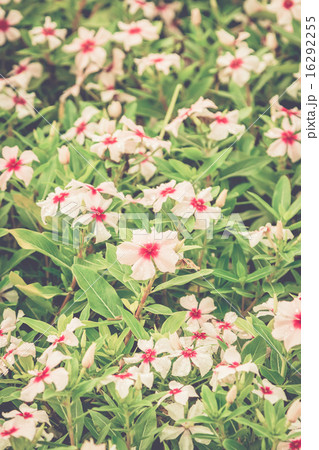 Beautiful pink flowers Beautiful pink flowers 16292255