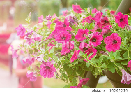 close up petunia plant in garden. close up petunia plant in garden. 16292256