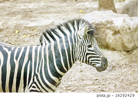 Zebras in their natural habitat. 16292429