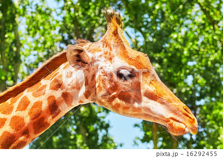 Giraffes their natural habitat. 16292455